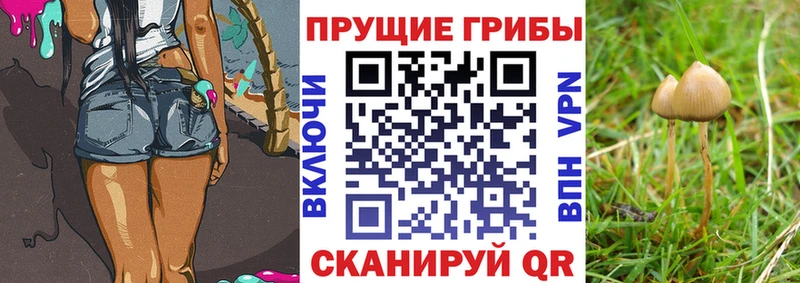 OMG ССЫЛКА  Йошкар-Ола  Псилоцибиновые грибы Psilocybine cubensis 